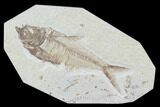 Diplomystus Fossil Fish - Wyoming #93995-1